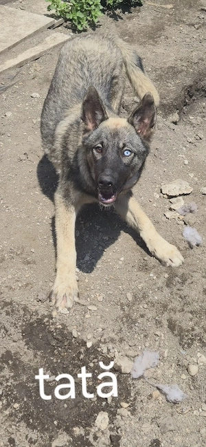 Vand caine husky Siberian