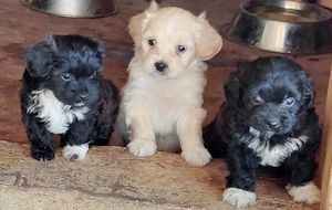 pui bichon in cautare de stapani