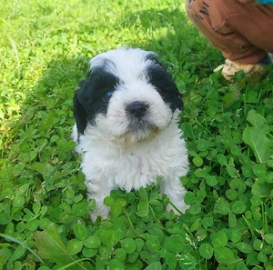pui bichon in cautare de stapani - imagine 3