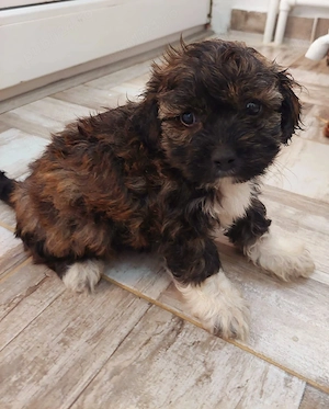 pui bichon in cautare de stapani - imagine 4