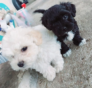 pui bichon in cautare de stapani - imagine 2