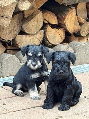 Vand Schnauzer Pitic