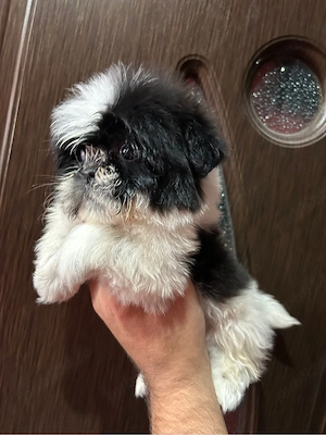 shihtzu bot turtit baietel - imagine 4