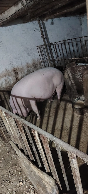 Porci de vânzare 