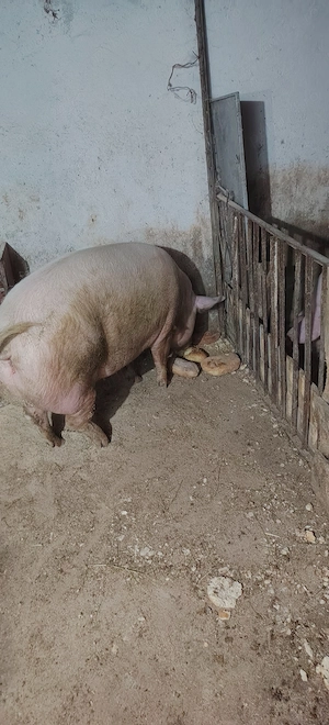 Porci de vânzare  - imagine 2