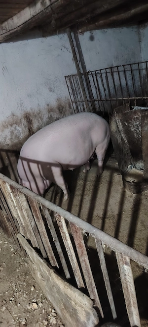 Porci de vânzare  - imagine 3