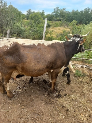 Vand vaca cu vitel de 6 luni