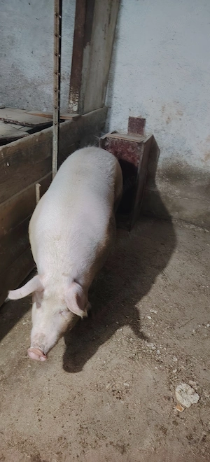 Porci de vânzare  - imagine 5