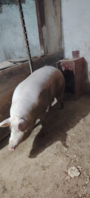 Porci crescuți natural - imagine 2