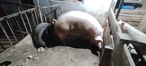 Porci crescuți natural