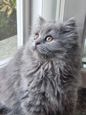 British longhair - imagine 2