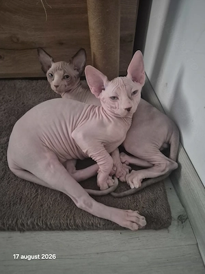 Puii mei superbi de sphinx