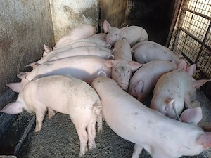 De vanzare purcei landrace cu marele alb - imagine 2