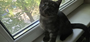British shorthair - imagine 4