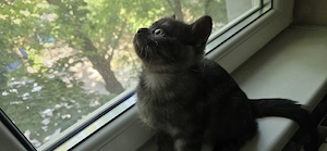British shorthair