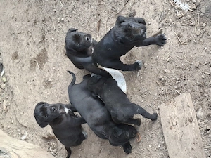 Ofer spre donatie catei cane corso originali - imagine 2