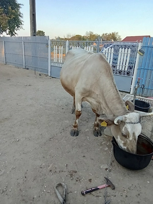 Vand vaca .