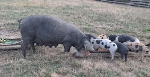 Scroafă cu purcei de vânzare! 