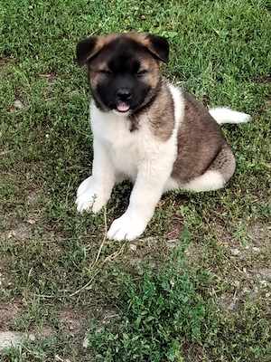 Pui femelă akita american  - imagine 4