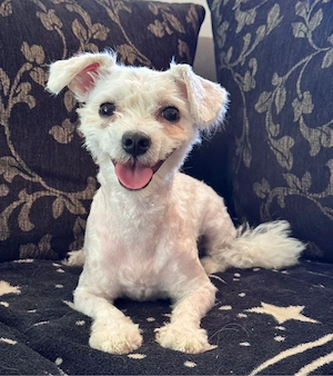femelă bichon maltez 