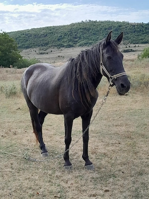 Vând Iapa neagra....
