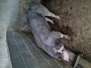 Vier landracd, vier pietrain , bazna , Mangalita 