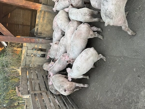 Purcei 30-50 kg Sibiu - imagine 2