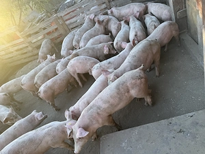 Purcei 30-50 kg Sibiu - imagine 5