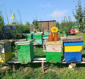 miere de floarea-soarelui 