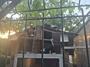 Vând turturele si porumbei gălăteni sau schimb cu păsări de curte si iepuri  - imagine 2