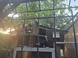 Vând turturele si porumbei gălăteni sau schimb cu păsări de curte si iepuri  - imagine 3