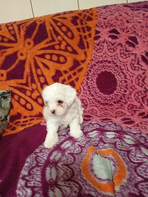 bichon maltez 