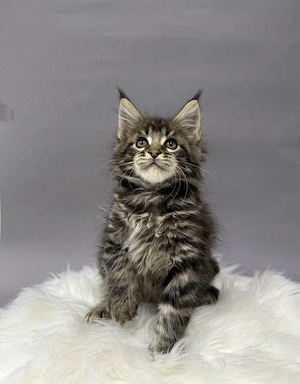 Maine coon băieței și fetițe 