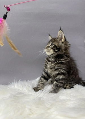 Maine coon băieței și fetițe  - imagine 3