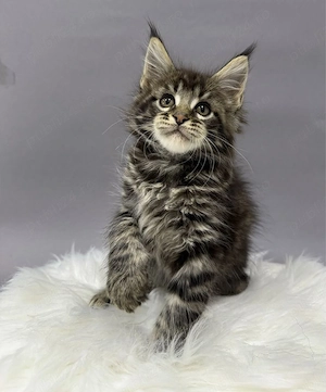 Maine coon băieței și fetițe  - imagine 4