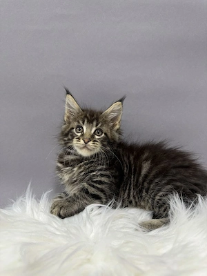 Maine coon băieței și fetițe  - imagine 2