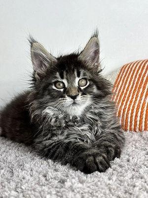 Maine coon pui - imagine 3