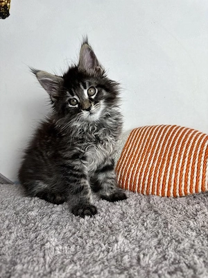 Maine coon pui - imagine 2