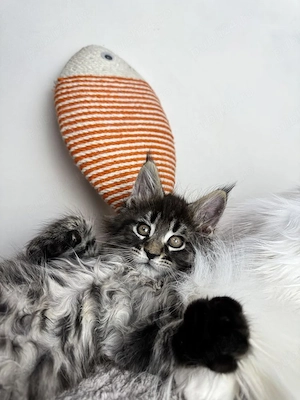 Maine coon pui