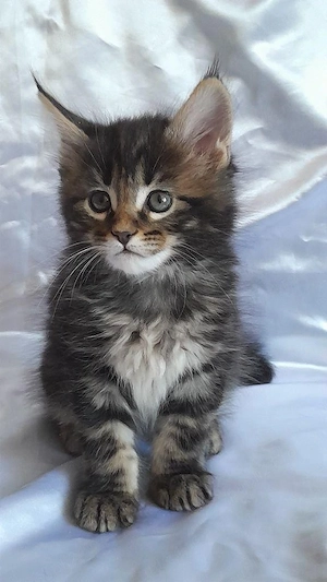 Maine coon puiuți