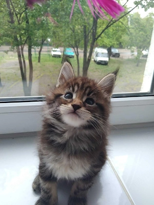 Maine coon puiuți - imagine 3