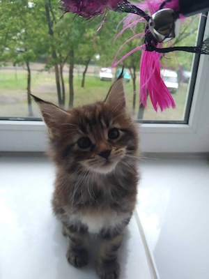 Maine coon puiuți - imagine 2