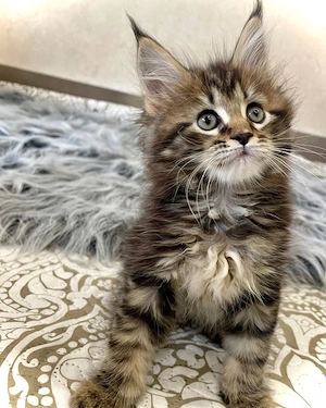 Maine coon puii - imagine 3
