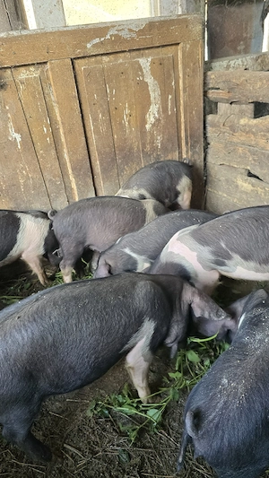 Purcei de vanzare