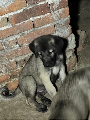 Femele Kangal 