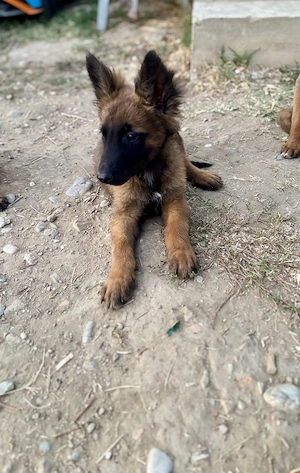Ciobănesc Belgian Malinois