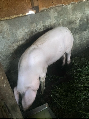 2 scrofițe de sămânță