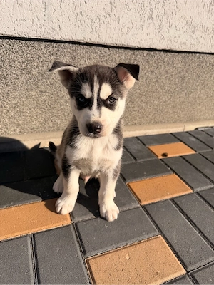 pui husky siberian baiat 6 saptamani  - imagine 4