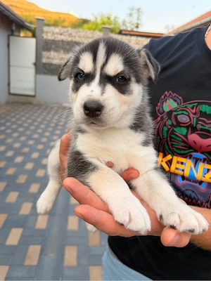 pui husky siberian baiat 6 saptamani  - imagine 3