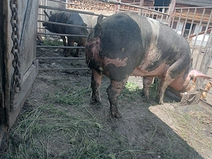 De vânzare porc sau scroafa 